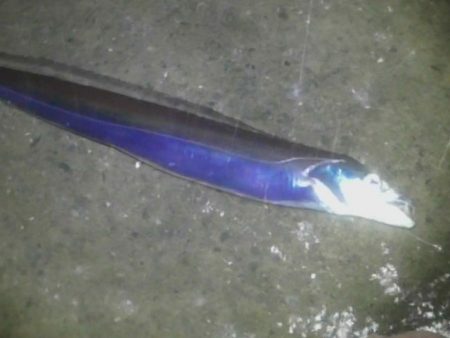 太刀魚好調です